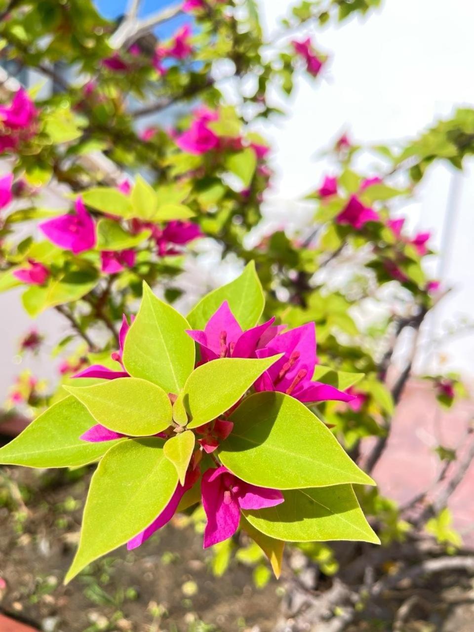 Pho Bien Hotel Nha Trang Eksteriør bilde